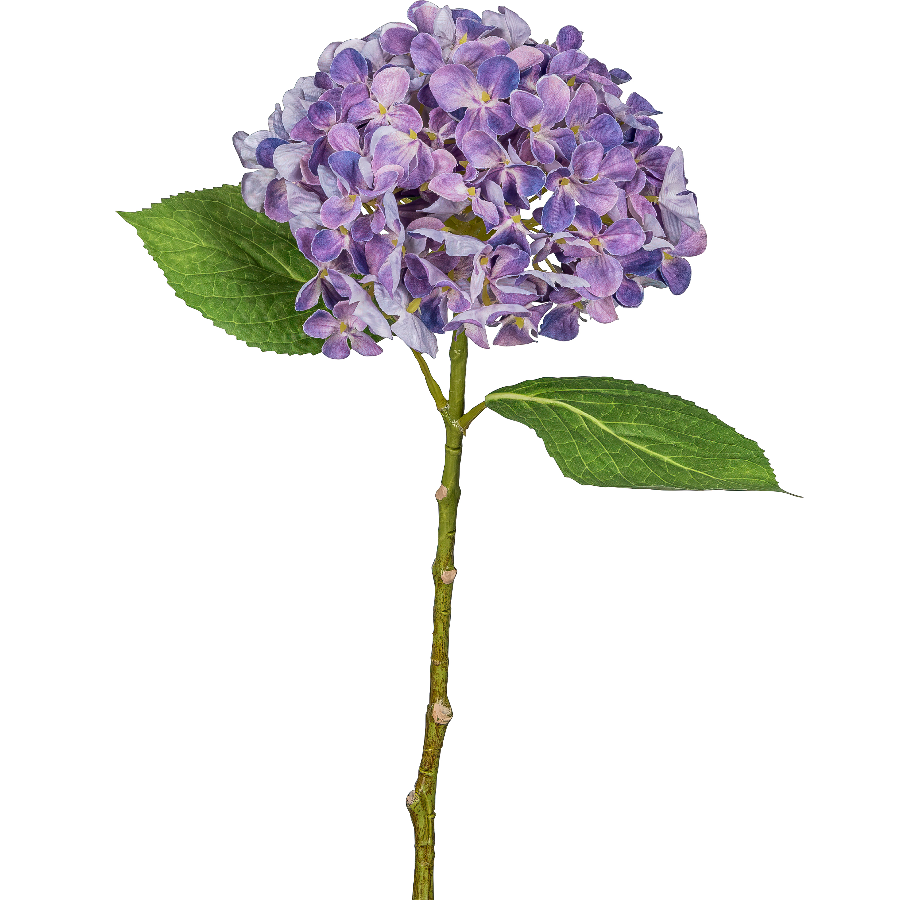 Hortensie FLOWERS